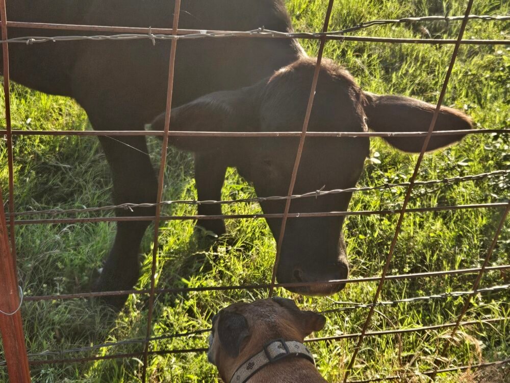 Our Journey to Natural, Homemade Flavor