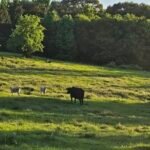 Cows grazing in a pasture at G2 Homestead