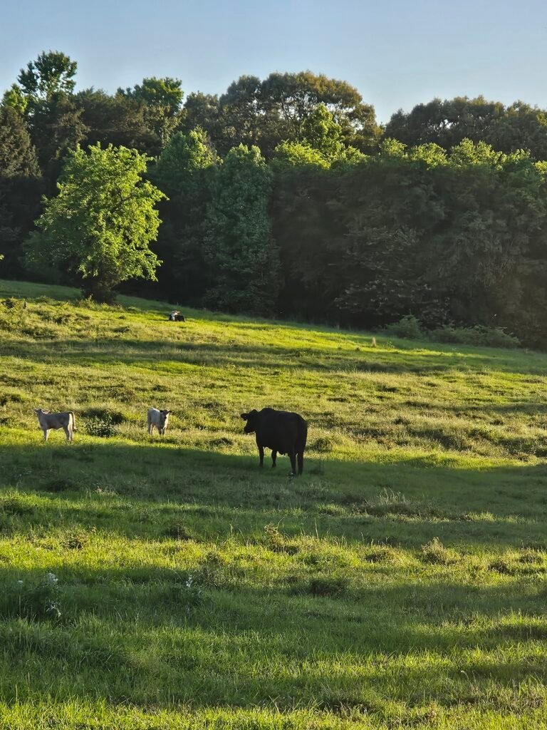 Cows grazing in a pasture at G2 Homestead